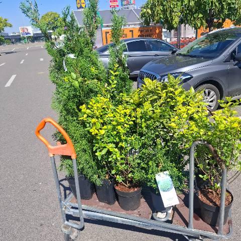 Plante pentru gard viu